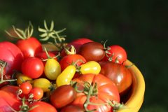 Was es beim Kauf die Süße tomaten zu analysieren gibt