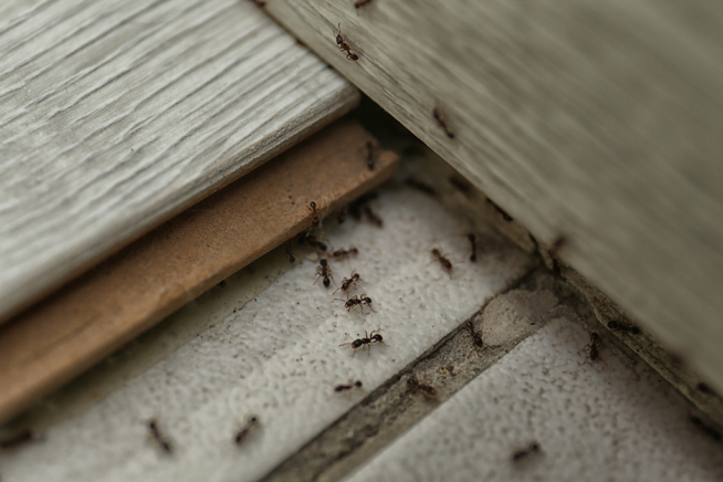Ameisen unter Fliesen am Haus