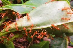 Ameisen gewächshaus - Der Testsieger unserer Redaktion