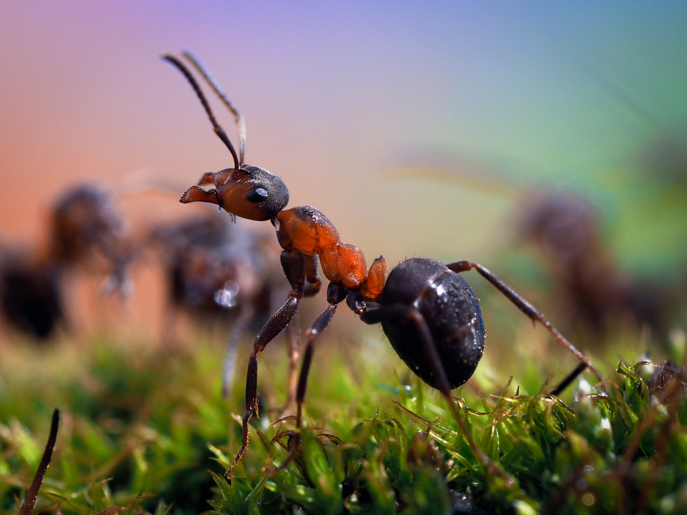 Ameisen Im Garten Arten Bekampfung Nutzen Und Mehr