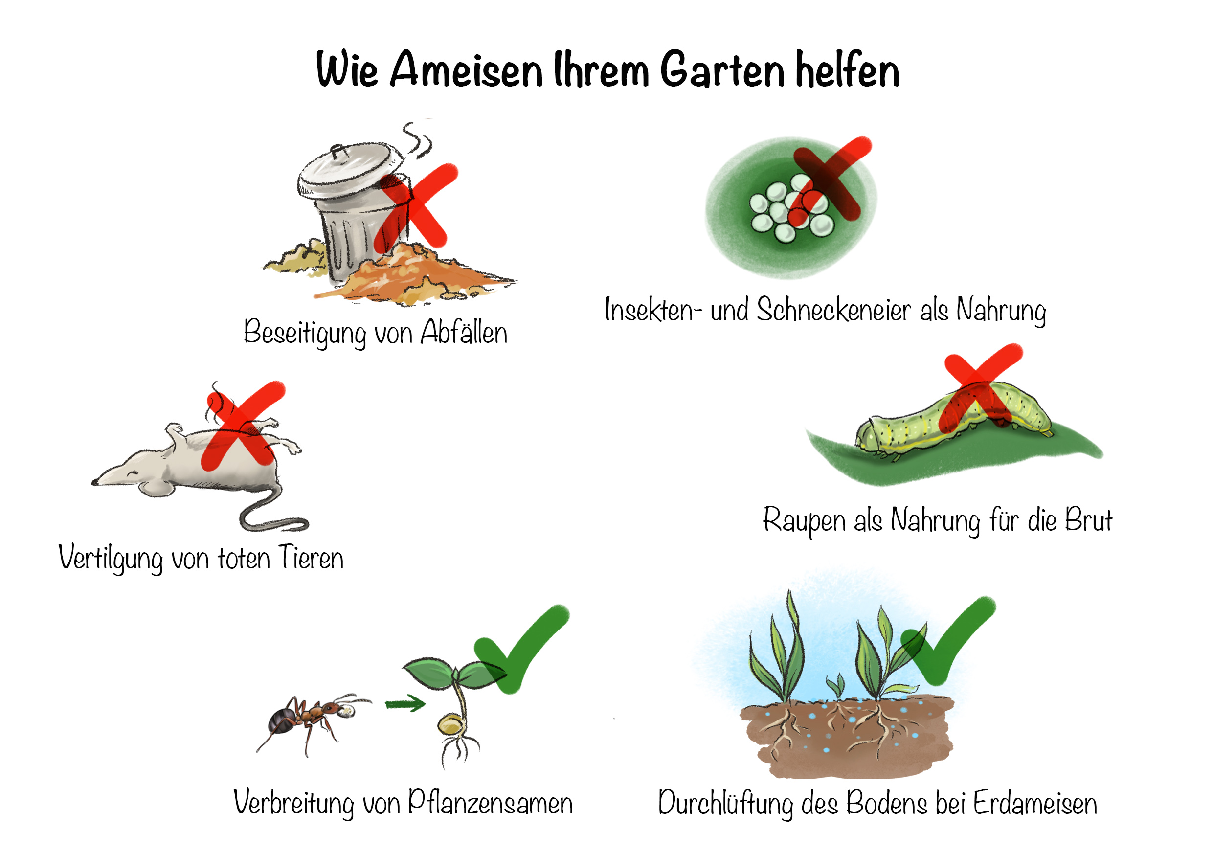 Ameisen Im Garten Gut Oder Schlecht | Germany Garten
