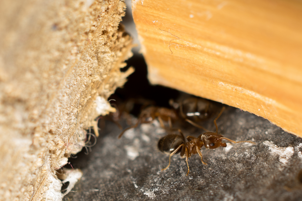 Ameisen Im Haus Bekampfen Oder Umsiedeln Alle Arten Kennenlernen
