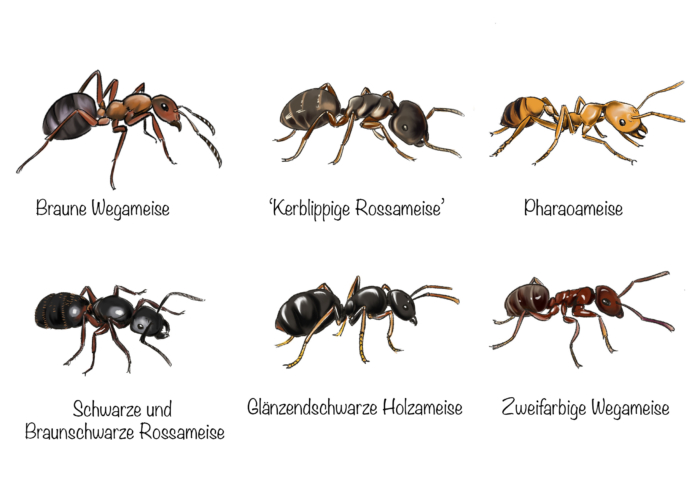 Ameisen in der Wohnung: Ameisenarten