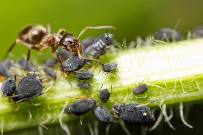 Ameise melkt Honigtau von schwarzer Blattlaus