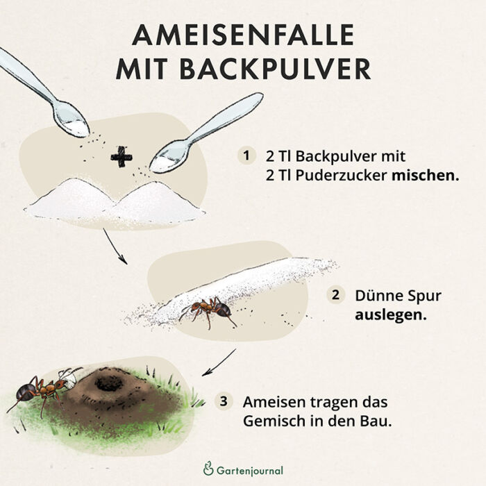 Ameisenfalle mit Backpulver als Illustration