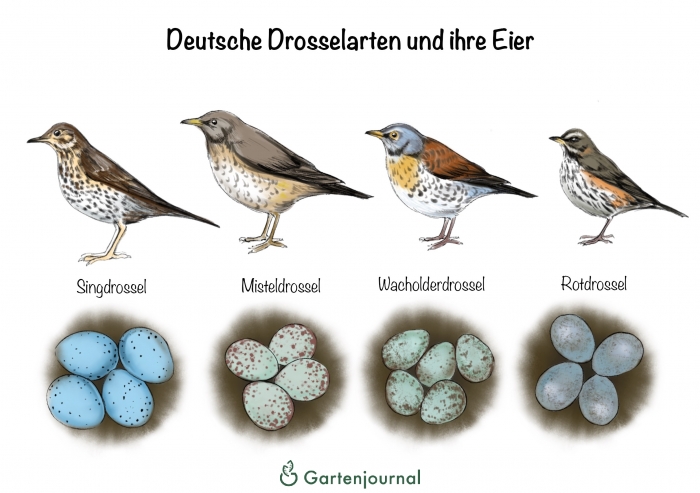 Deutsche Drosselarten und ihre Eier