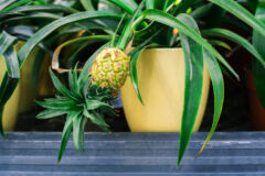 ananas-duengen