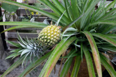 ananas-pflanze-laesst-kopf-haengen