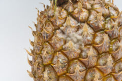 ananas-schimmel