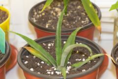ananaspflanze-braune-blaetter