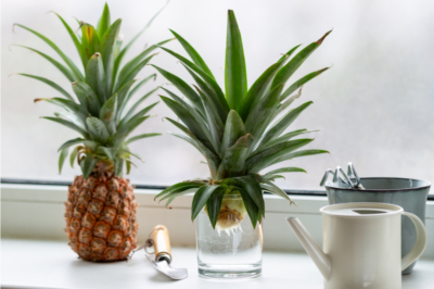 ananaspflanzen-auf-der-fensterbank-newsletter