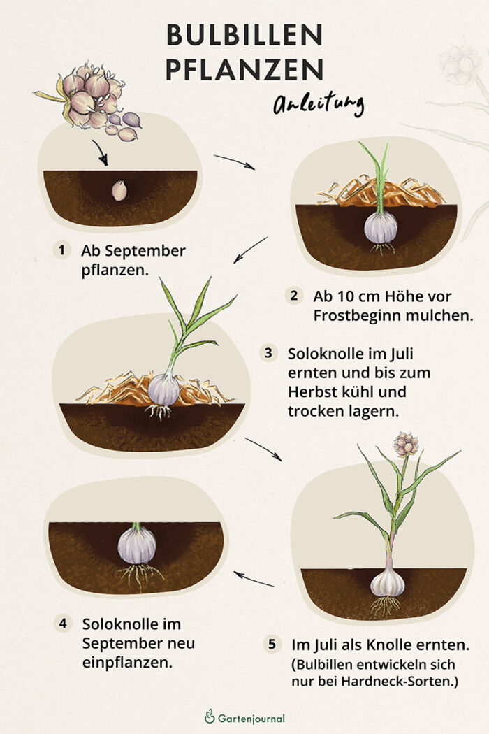 Anleitung, wie Brutzwiebeln und Bulbillen gepflanzt werden als Illustration