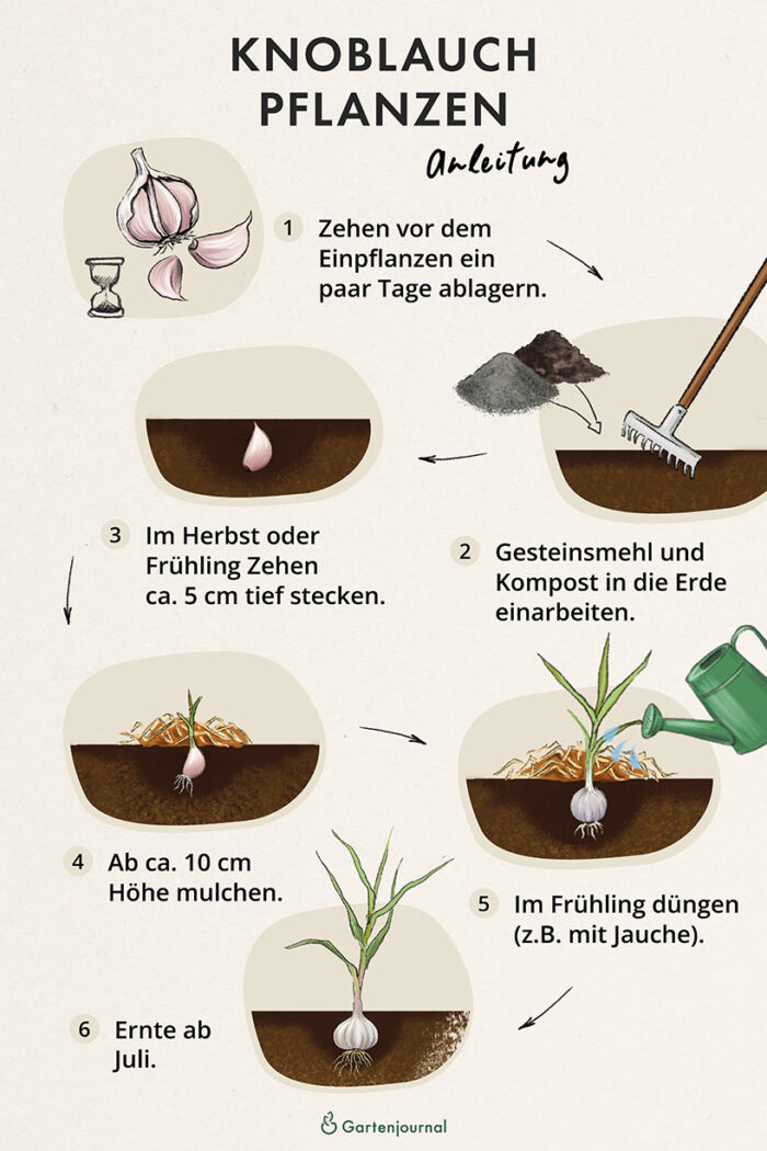 Anleitung, wie Knoblauch im Beet gepflanzt wird als Illustration