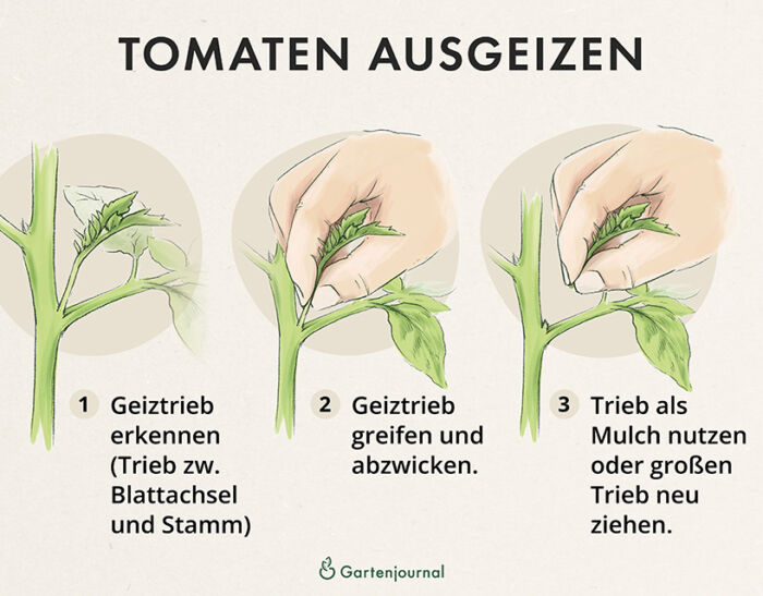 Anleitung, wie Tomaten ausgegeizt werden als Illustration