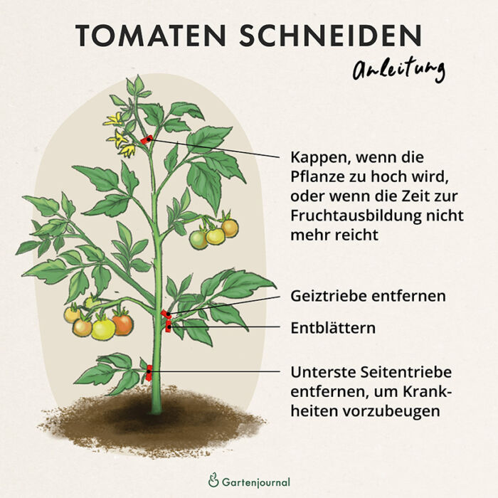 Anleitungen, wie Tomatenpflanzen geschnitten werden als Illustration