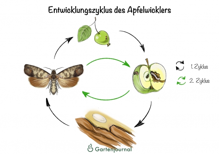 Entwicklunsgzyklus des Apfelwicklers