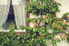 aprikosenbaum-balkon
