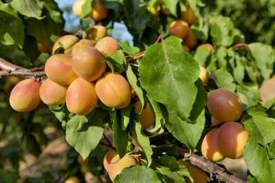 aprikosenbaum-blaetter
