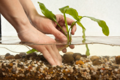 aquarienpflanzen-einsetzen