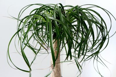 australischer-flaschenbaum-zimmerpflanze