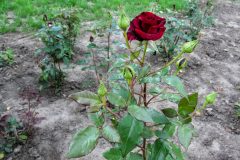 baccara-rosen-pflanzen