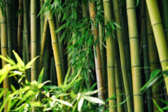 bambus-bedeutung