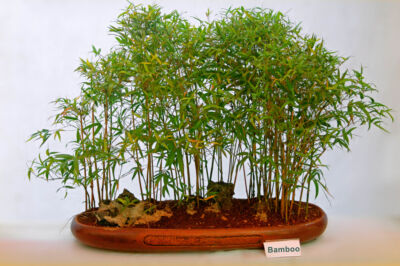 bambus-bonsai