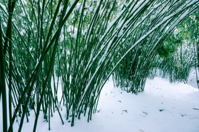 bambus-im-garten