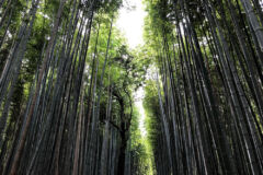 bambus-lebensdauer