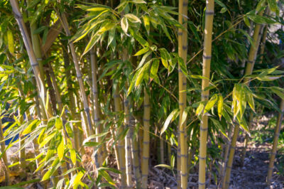 bambus-nachteile