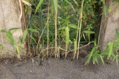 bambus-rhizome-schaeden