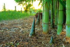 bambus-vorkommen