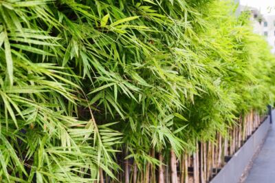 bambus-wachstum-beschleunigen