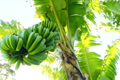 bananen-wachsen