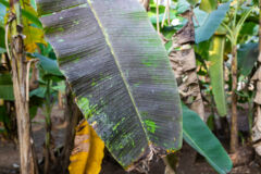 bananenpflanze-schwarze-blaetter