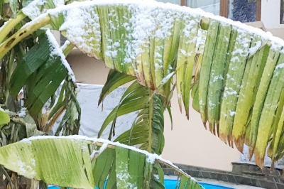 bananenpflanze-winterhart
