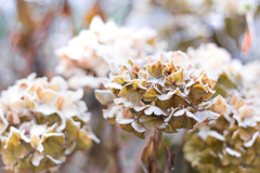 Winterharte hortensien - Die hochwertigsten Winterharte hortensien analysiert
