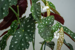 begonia-maculata-giftig