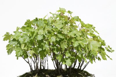 bergahorn-bonsai