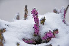 besenheide-winterhart
