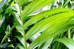 betelnusspalme-zimmerpflanze