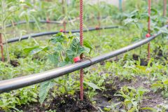 Auf was Sie als Käufer vor dem Kauf bei Bewässerungssystem zimmerpflanzen Aufmerksamkeit richten sollten
