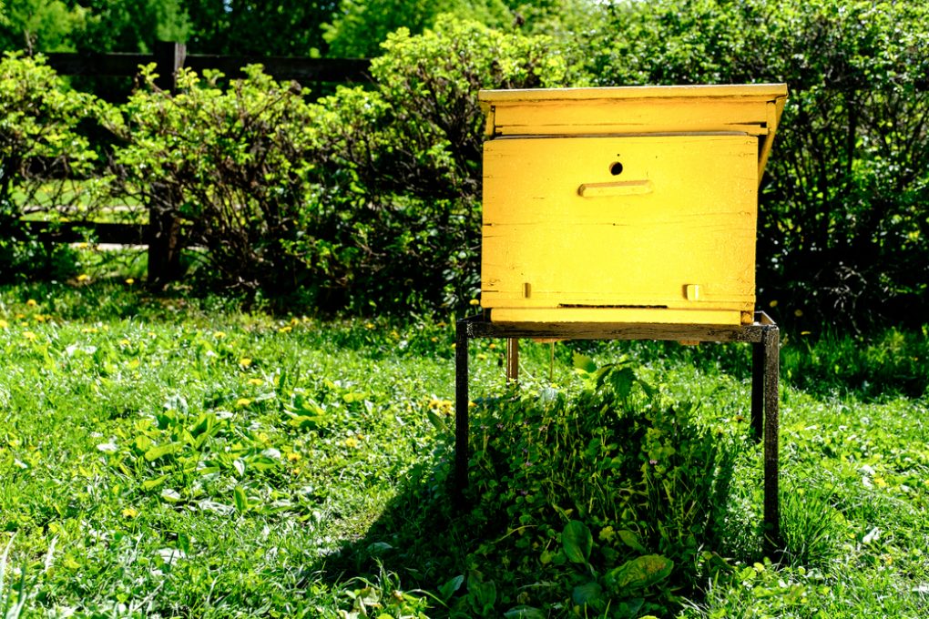 Bienen im Garten halten » So fühlen sie sich richtig wohl