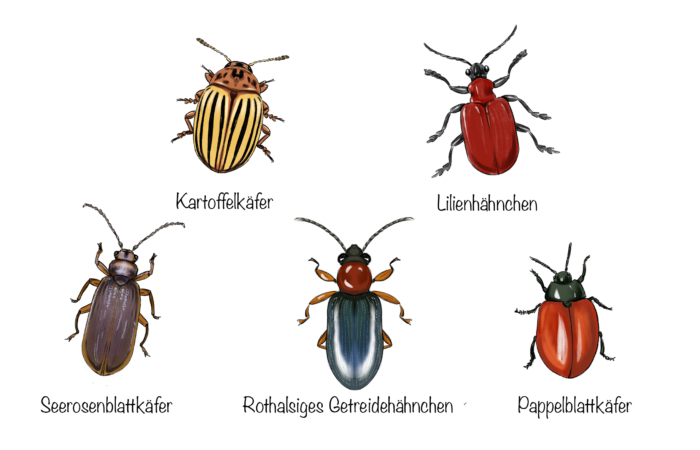 Fünf verschiedene Blattkäfer-Arten