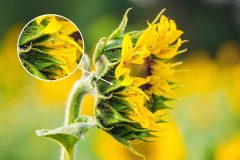 blattlaeuse-sonnenblumen-bekaempfen