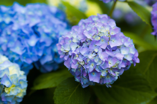 Unsere Top Produkte - Entdecken Sie die Hortensiendünger blau entsprechend Ihrer Wünsche