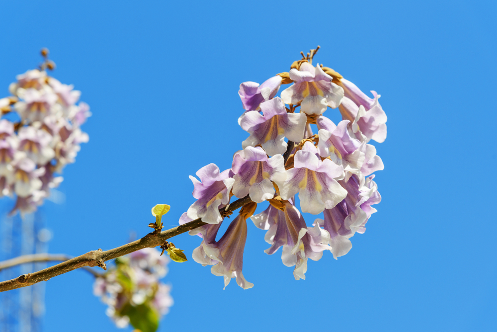 Der tolle Blauglockenbaum ist in der Blütezeit ein farbenprächtiger Anblick ! 