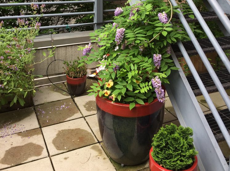Wunderschöne Kletterplanze Chinesischer Blauregen Wisteria sinensis CAROLINE 50-70cm Topf 2 Ltr.