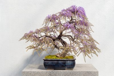 blauregen-selber-ziehen-als-bonsai