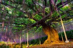 Wisteria bonsai - Die qualitativsten Wisteria bonsai analysiert
